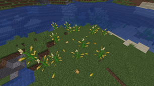 Corn Plants