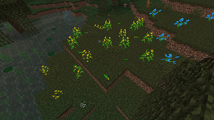 Cucumber Plants