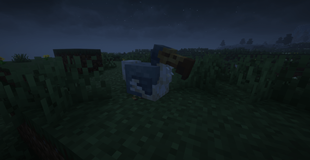 Dodo