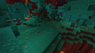 Warped moss in the "Warped Forest"