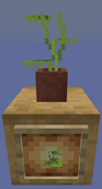 Potted Small Dripleaf