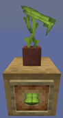 Potted Big Dripleaf
