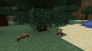 Wild roots generated under trees