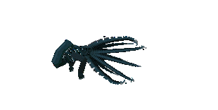 Squidxeno swimming