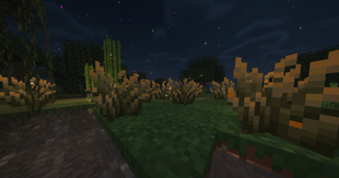 Firefly Colors Bushes
