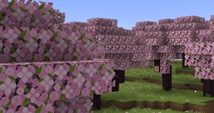 Cherry Trees + Pink Petals