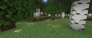 birch_forest_before.png