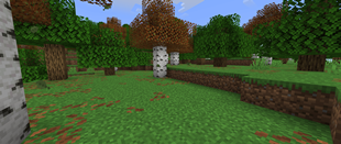 forest_after.png
