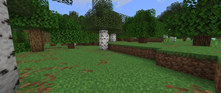 forest_before.png