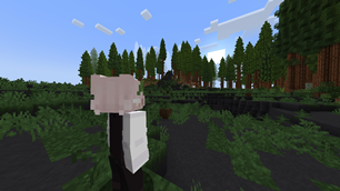 Cool Forest with main camera