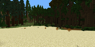 Terrain