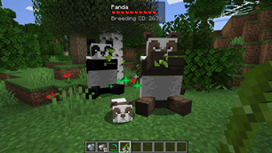 A Panda Encounter