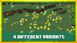 Patch of daffodils in a Meadow, showing their 4 different variants