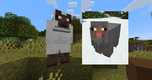 sheep
