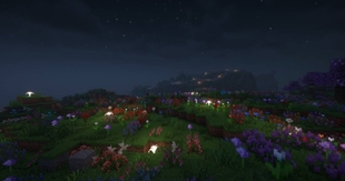 Flower Fields