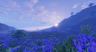Flower Blossom Field