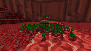 Tomato Item