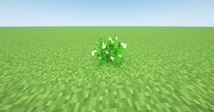 Wild Peanut Plant