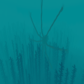 The Kraken
