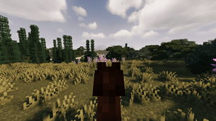 The wilderness