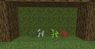 the new coffee plants
