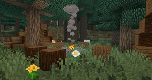 A camp in a coniferous forest