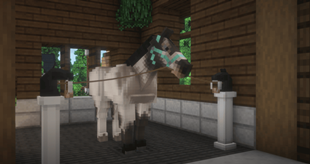 Halter and bell boots