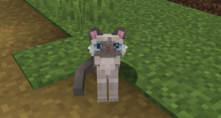 [Old ] Ragdoll cat