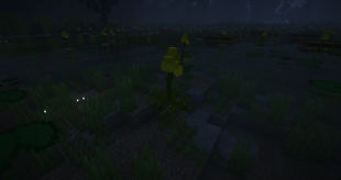 Bladderwort_1