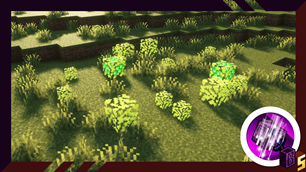 Experience-Bush.png
