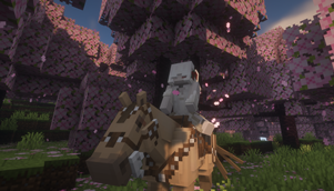 Riding in the Cherry Blossom Forest