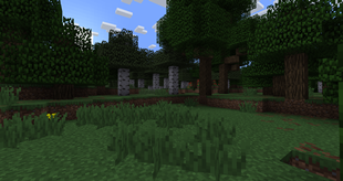Forest