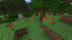 Red raspberries