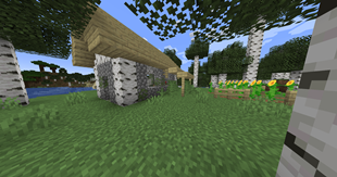 Abandoned Birch Forest House with Sunflower Garden