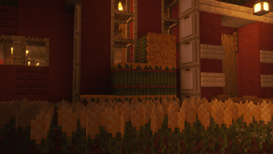 Corn Crops