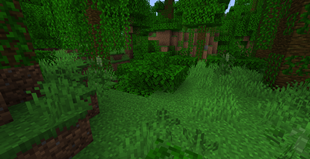 New kush crops on jungle