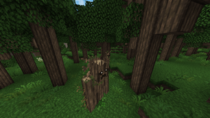Ent