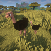 Ostrich