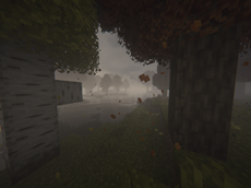 Maple Forest