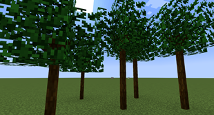 Sassafras Trees