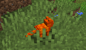 Kitten
