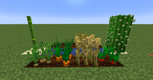 Plump Plants