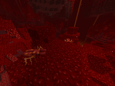 Crimson stag beetle