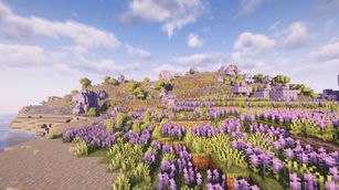 Field of Flowers