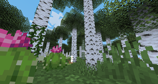 birch forest
