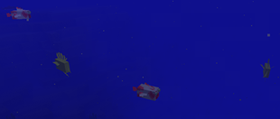 Swim