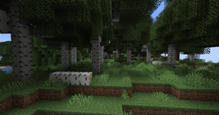DWV_birch.png