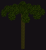 Palaeoraphe Tree