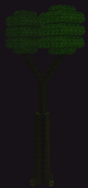 Sigillaria Tree