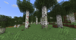birch forest